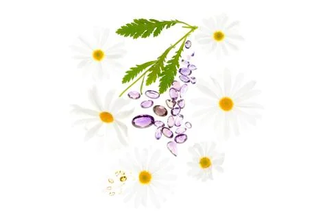 Daisies on white background Stock Photos