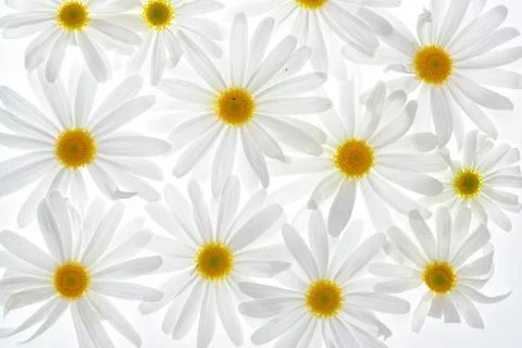 Daisies on white background Foto stock
