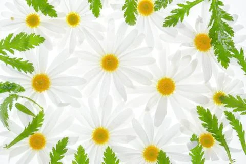 Daisies on white background Foto stock