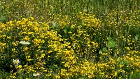 Daisies in the wild on the Marker Wadden Vídeos de archivo 218426980