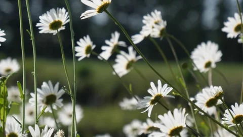 Daisies in the wind, blurred background Vídeos de archivo 120268222
