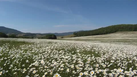 Daisies in the wind Stock Footage 15737186