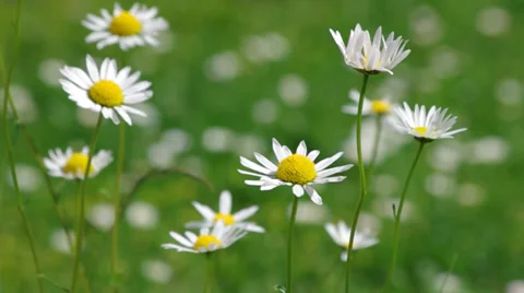 Daisies in the Wind Stock Footage 38453685