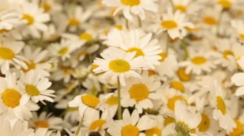 Daisies in the Wind Stock Footage 61341700