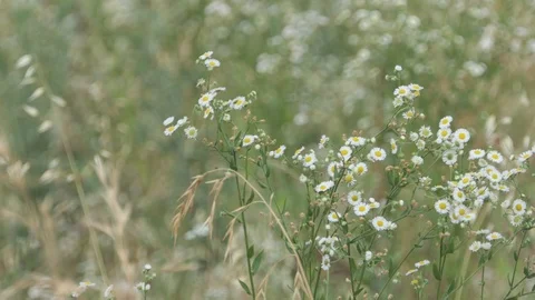 Daisies in the wind Stock Footage 112003179