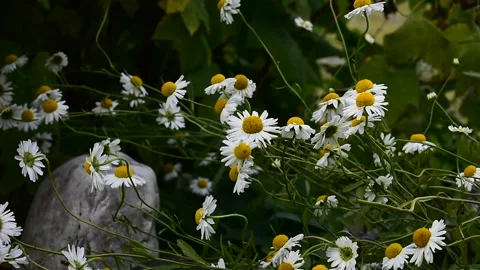 Daisies in the wind Stock Footage 138397474