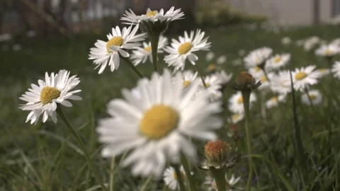 Daisies in the wind Stock Footage 273942677
