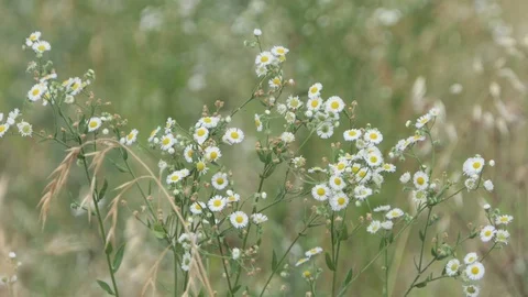 Daisies wind zoom in out Stock-Footage 112003242