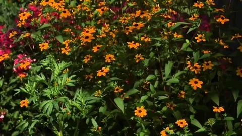 Daisies on a windy day Stock Footage 114566319