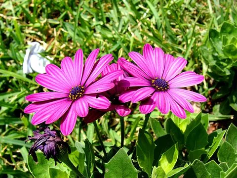 Daisies4 Stock Photos