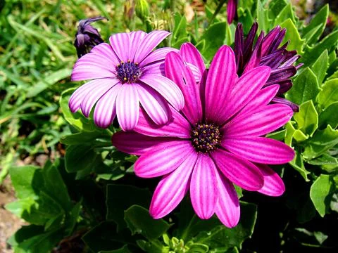 Daisies9 Stock Photos