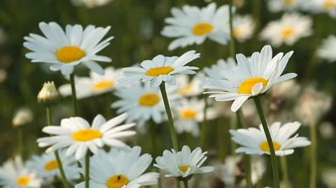 Daisy 10 Stock Footage 9026340