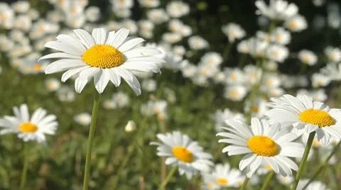 Daisy 11 Stock Footage 9026346