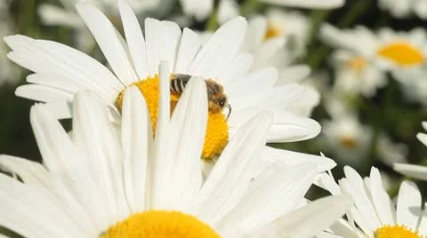 Daisy 14 Stock Footage 9026364