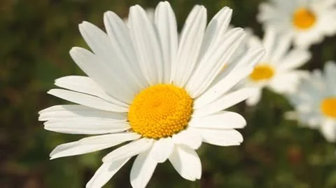 Daisy 2 Video stock 9026383