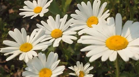 Daisy 3 Video stock 9026311