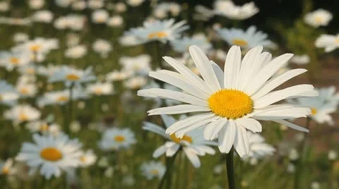 Daisy 5 Video stock 9026352