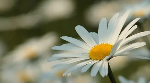 Daisy 6 Stock Footage 9026372