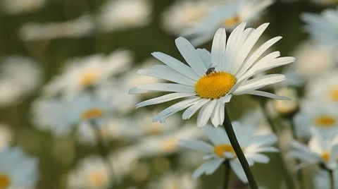 Daisy 7 Video stock 9026380