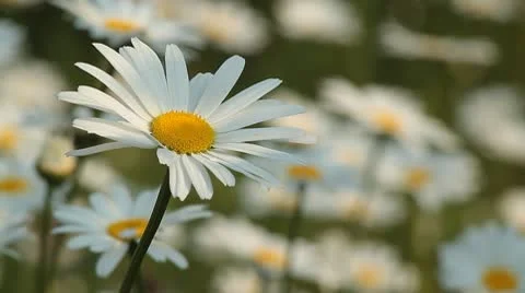 Daisy 8 Video stock 9026252