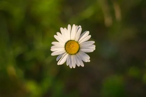 Daisy from above Stock Photos