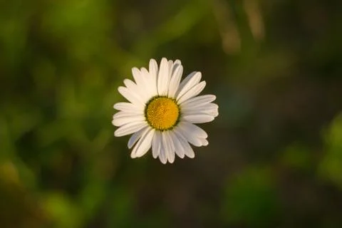 Daisy from above Stock Photos