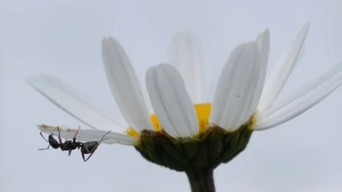 Daisy against background with a black ant hanging on the flower. Video stock 153512266