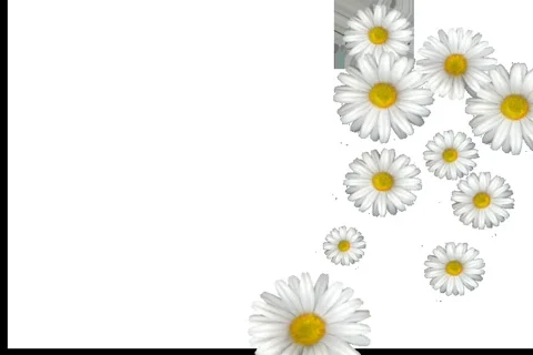 Daisy Alpha Stock Footage 335011