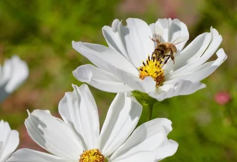 Daisy and Bee Stock Photos