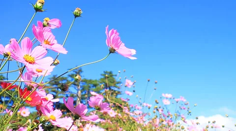 Daisy and blue sky for adv or others purpose use Stock Footage 32148678