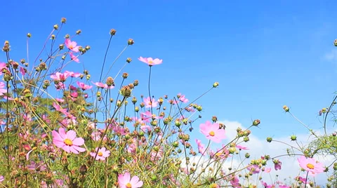 Daisy and blue sky Stock Footage 32148693