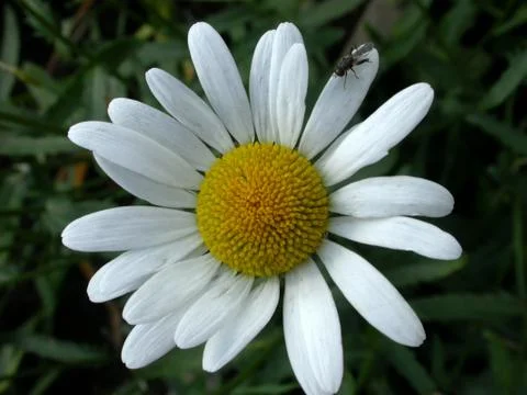 Daisy and Fly Stock Photos
