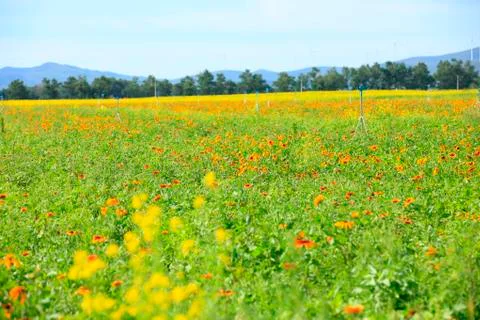 Daisy and gerbera Stock Photos