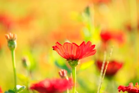 Daisy and gerbera Stock Photos