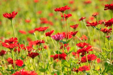 Daisy and gerbera Stock Photos