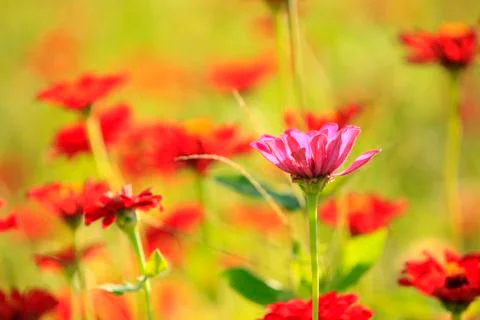 Daisy and gerbera Stock Photos