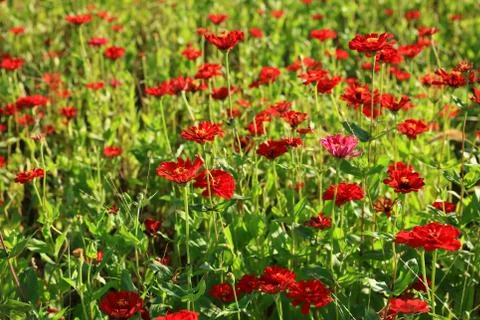 Daisy and gerbera Stock Photos