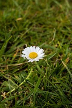 Daisy and grass 写真素材