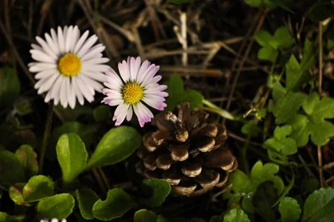 Daisy and pinecone Foto stock