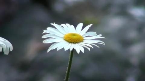 Daisy and water Stock Footage 20624669