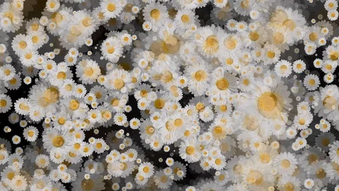 Daisy Aster Flowers Seamless Loop Flowery Motion Background Stock-Footage 129086192