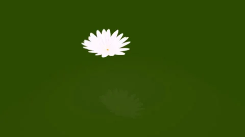  Daisy background. LOOP Stock Footage 1822806