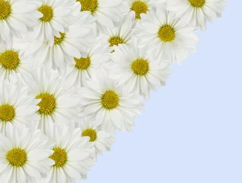 Daisy background Stock Photos