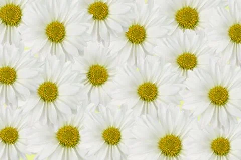 Daisy background Stock-Fotos
