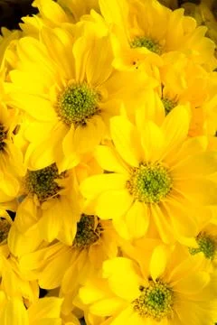 Daisy background Stock Photos