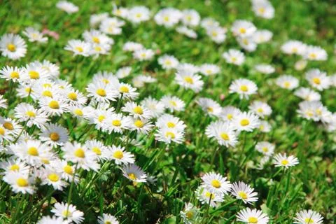Daisy background 스톡 사진