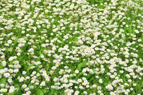 Daisy background 스톡 사진