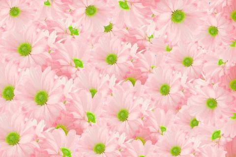 Daisy background Stock Photos