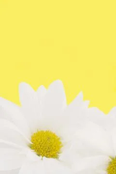 Daisy background Stock Photos