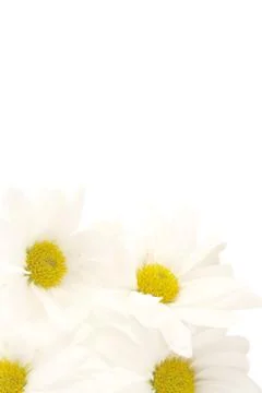 Daisy background Stock Photos